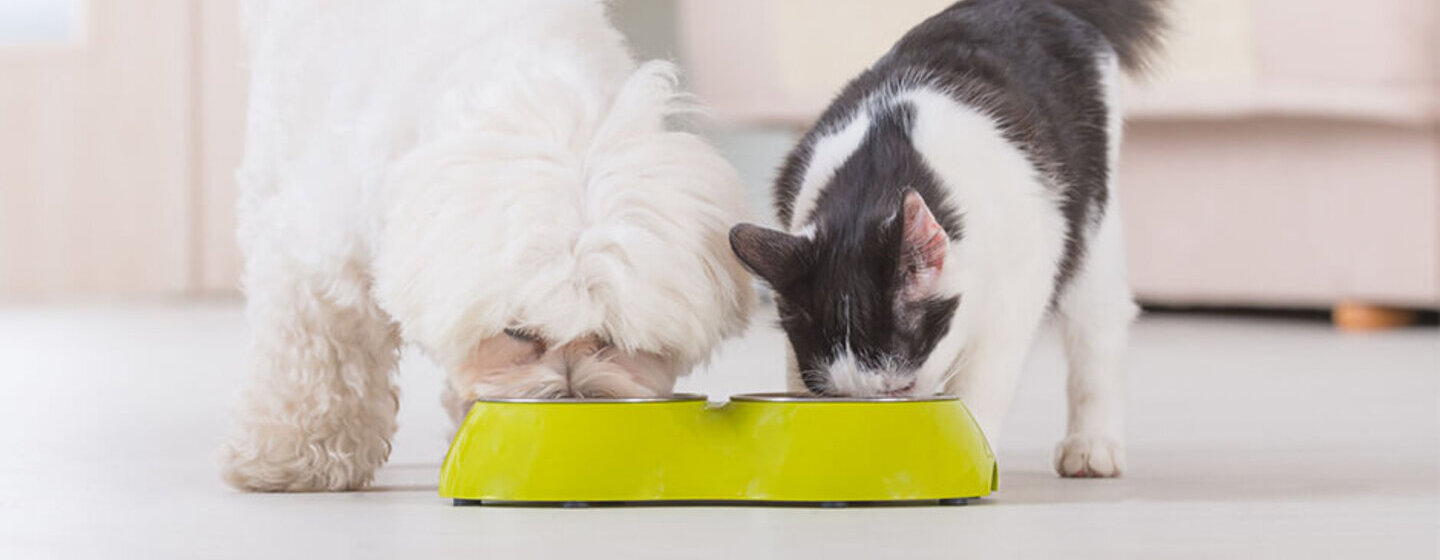 Ons advies voor het trainen van uw kat