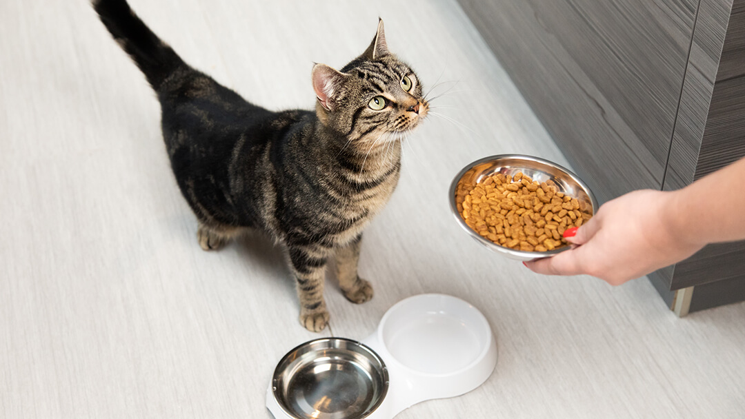 chat regardant la nourriture