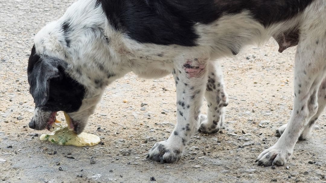 Vomissements chez les chiens