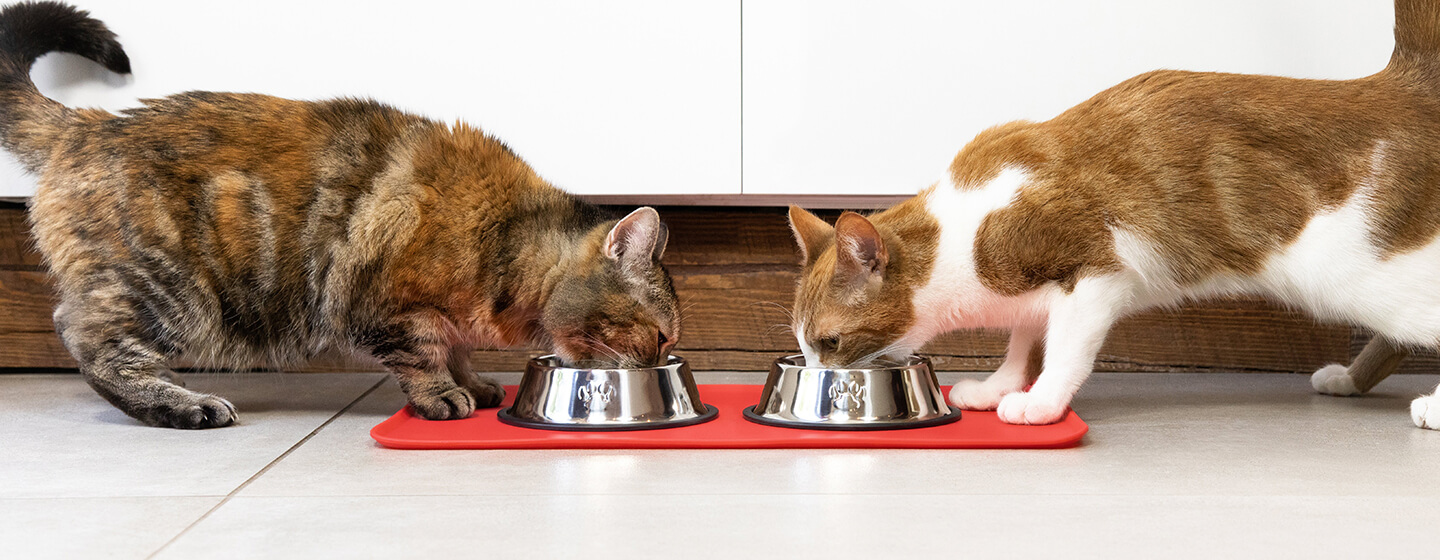 Gemengde voeding: de beste manier om het oorspronkelijke eetpatroon van de kat na te bootsen