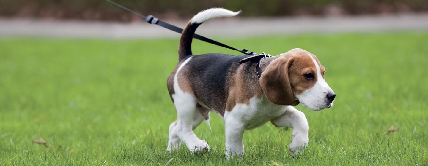 Kleine puppy die op het gras loopt