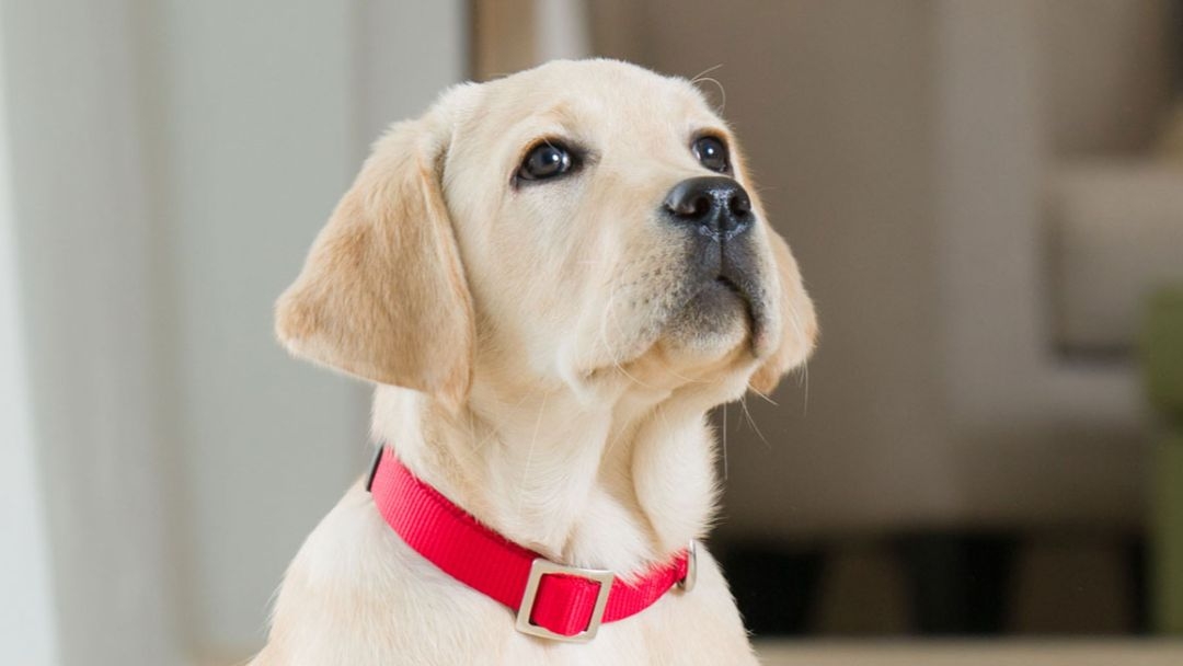 Een grote witte hond kijkt vooruit