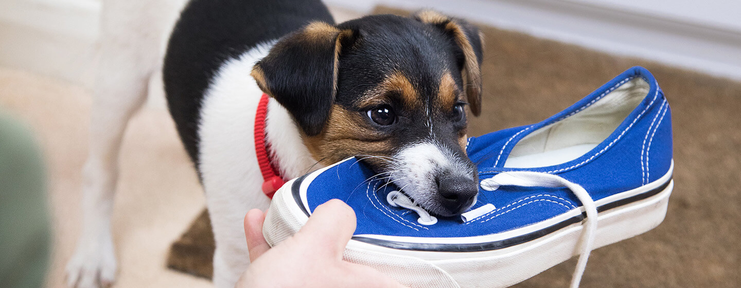 chiot mâche une chaussure bleue