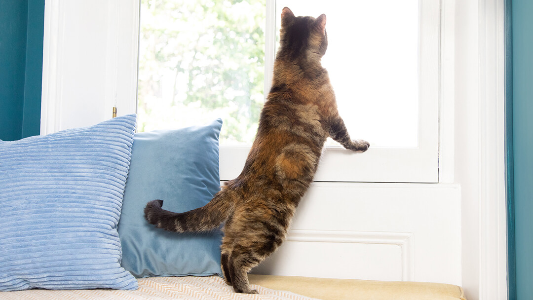 le chat regarde par la fenêtre