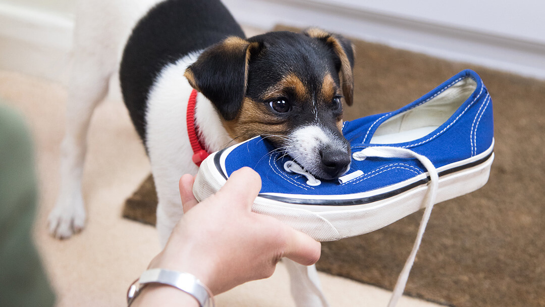 chiot mâche une chaussure bleue