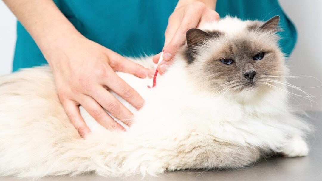 Vlooien bij de kat: oorzaken, preventie en behandeling 