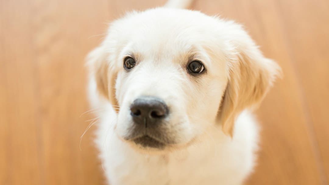 Hoe een pup laten wennen aan het leven in een appartement?