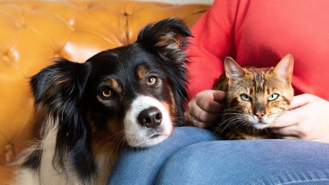 Zorgen voor een goede verstandhouding tussen je hond en je kat 