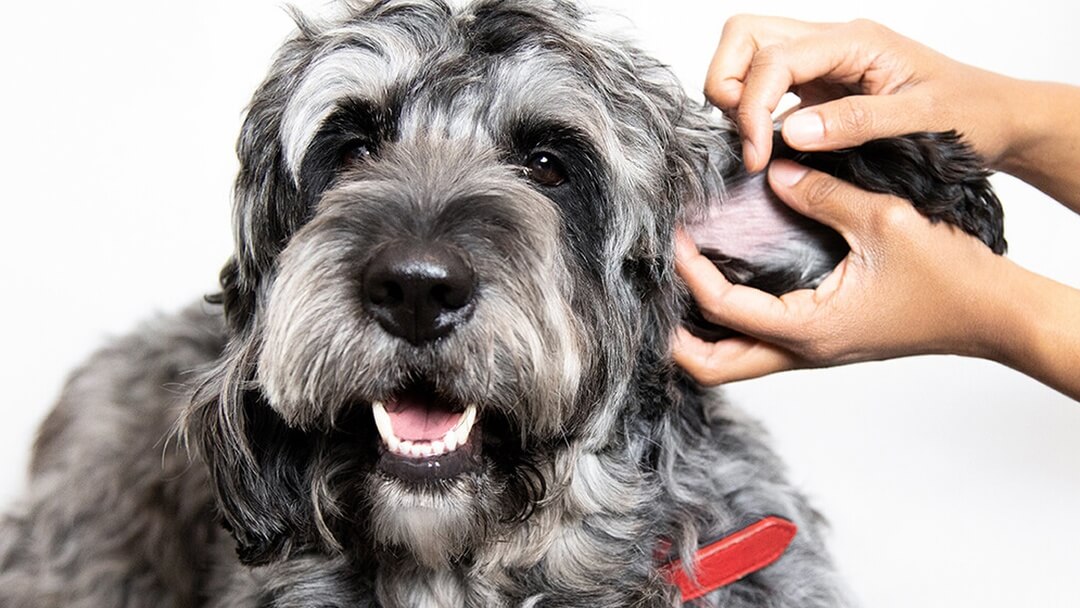 reconnaître et traiter les parasites du chien