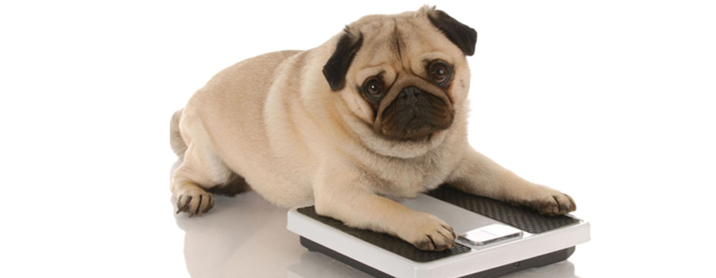 Wat te doen als je hond obesitas of overgewicht heeft?  