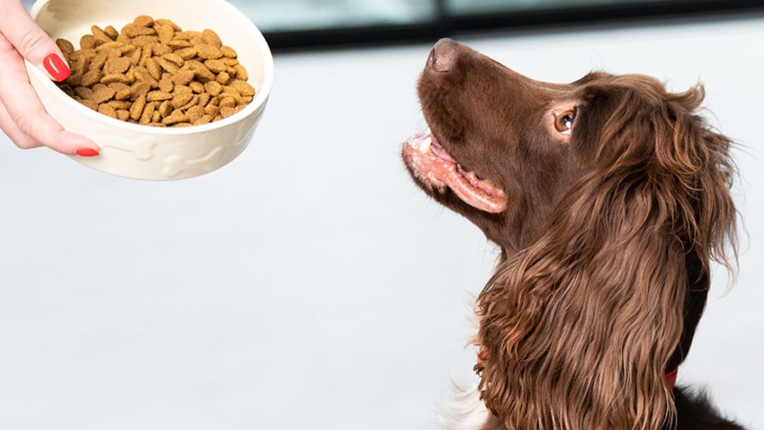 De voeding van je hond doordacht kiezen 