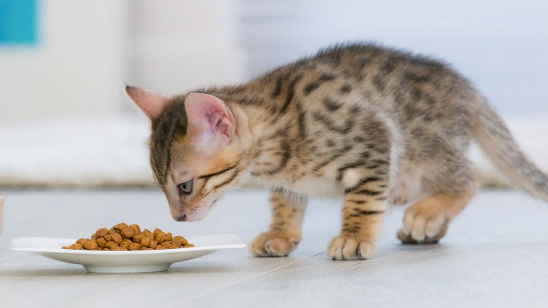 Je gesteriliseerde of gecastreerde kat verzorgen 