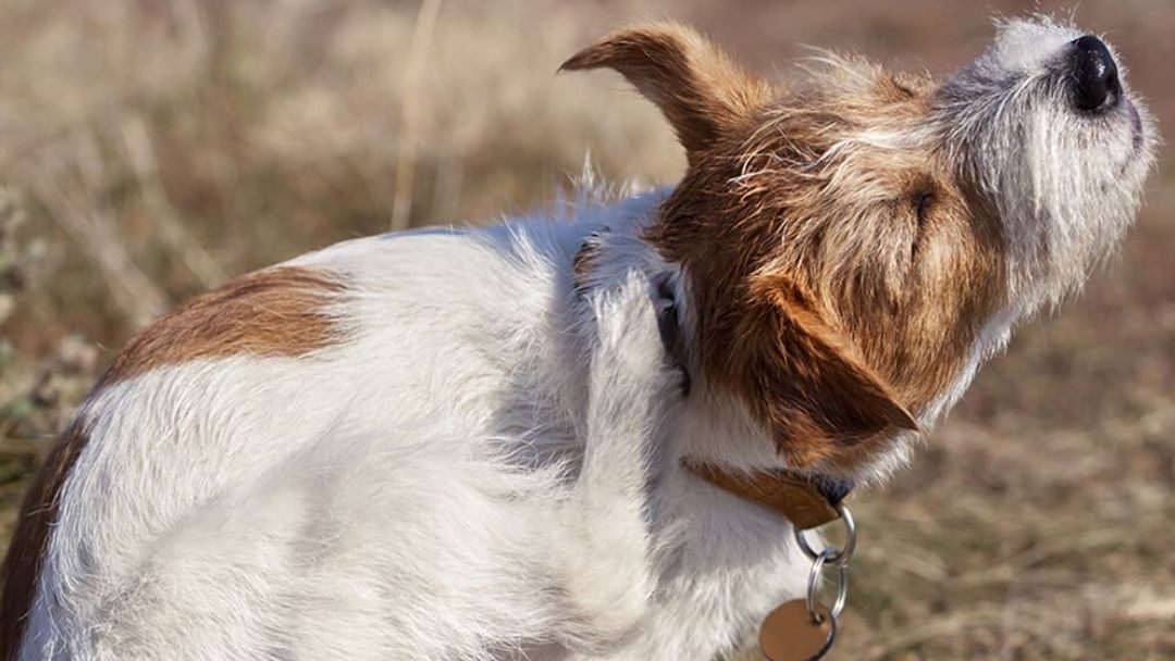 Hoe je hond ontvlooien?