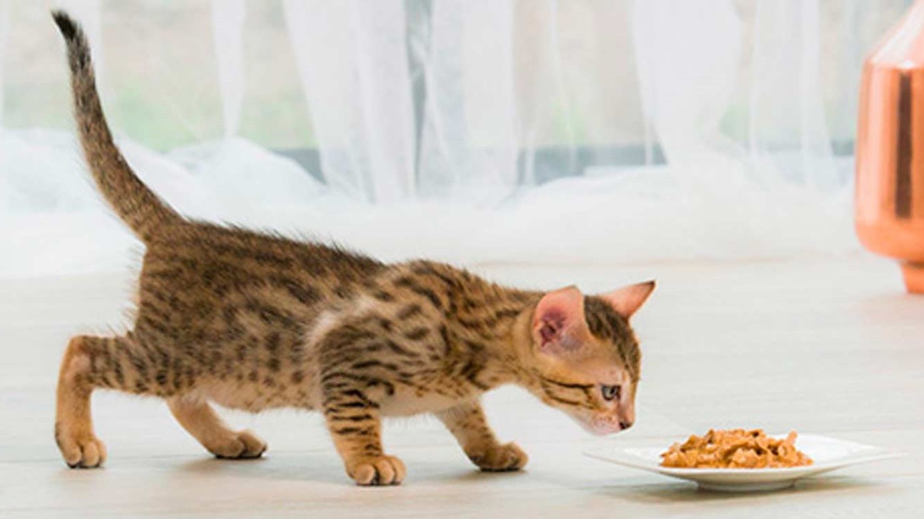 Je opgroeiende kitten in topvorm houden 