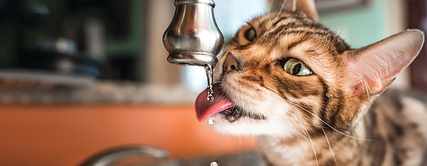L’hydratation chez le chat : l'importance de l'eau