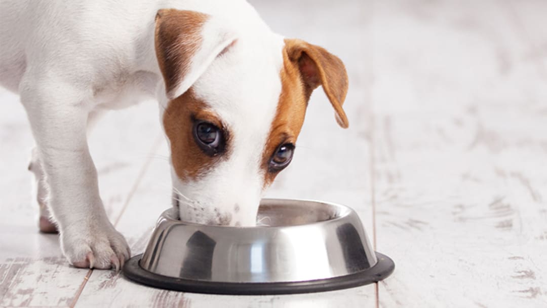 Kleine honden: rassen, kenmerken, voeding