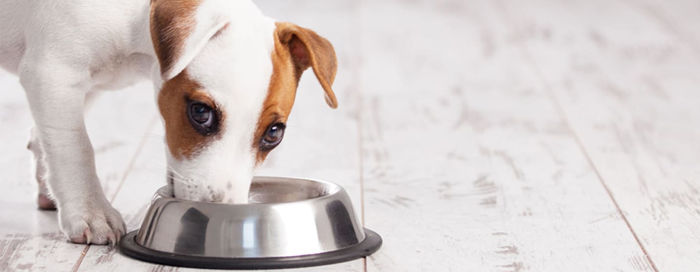 Kleine honden: rassen, kenmerken, voeding