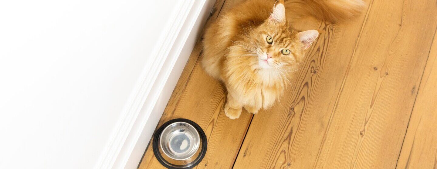 Hoe ontworm je een kat? | Purina