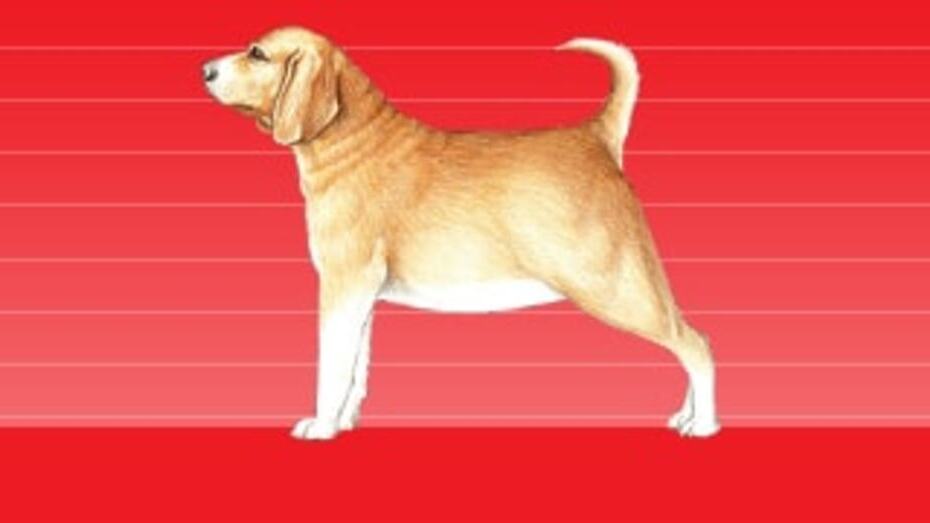 État corporelle d'un chien très maigre
