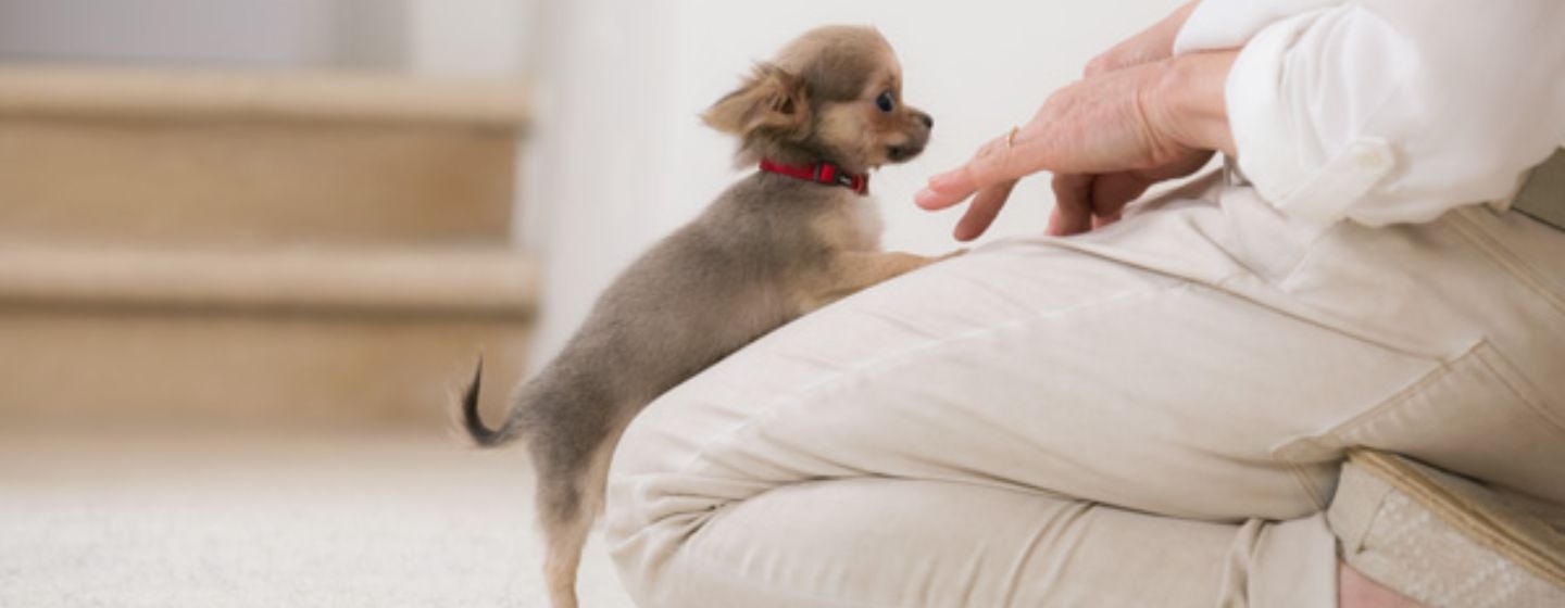 Zorg voor uw puppy - vanaf de geboorte tot het spenen