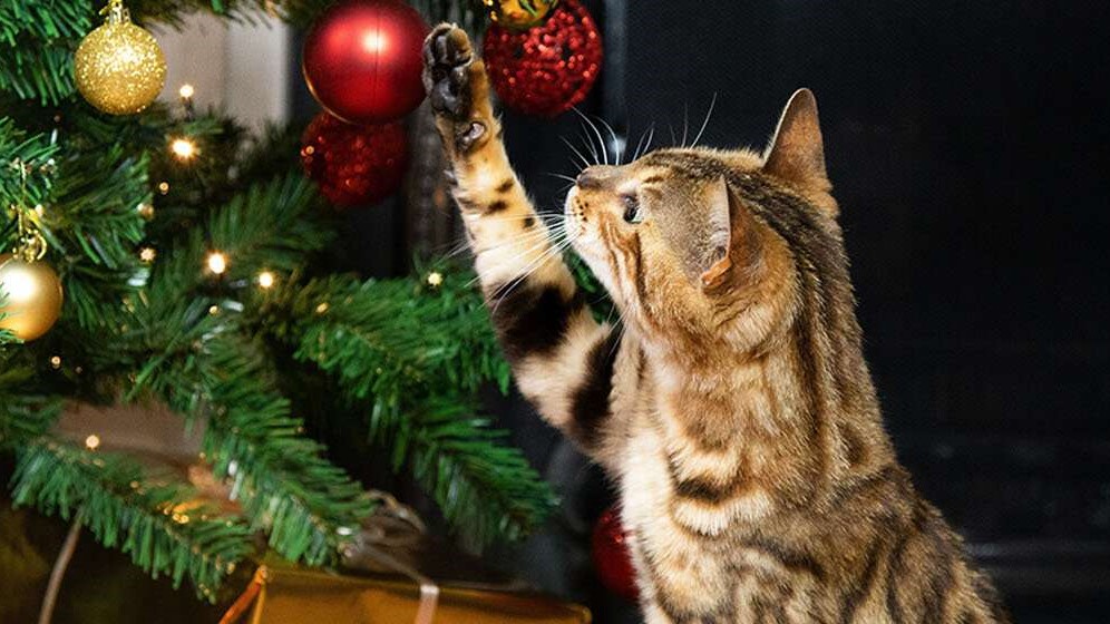 chat qui joue avec les décorations de Noel 