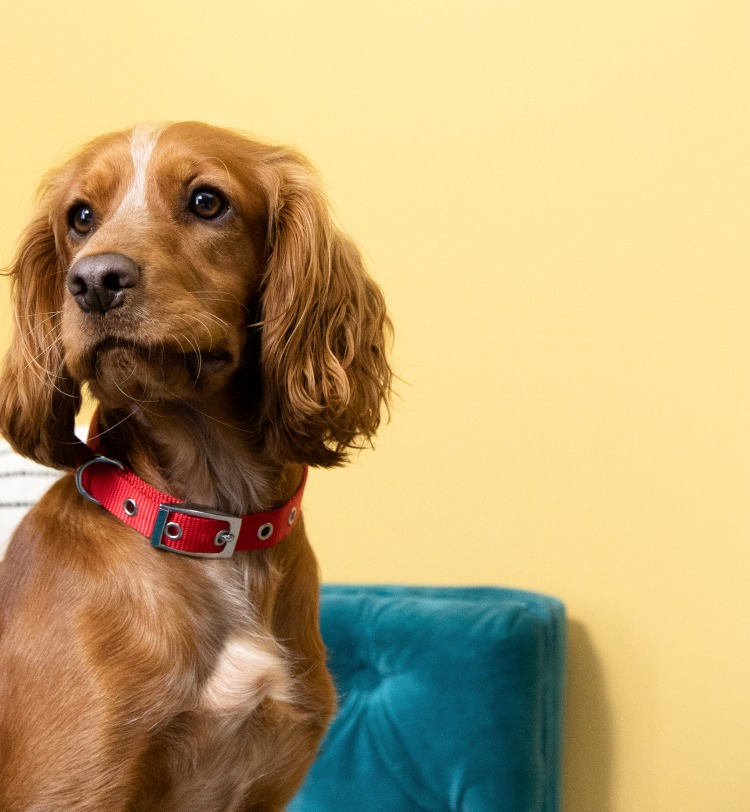 engelse cocker spaniel