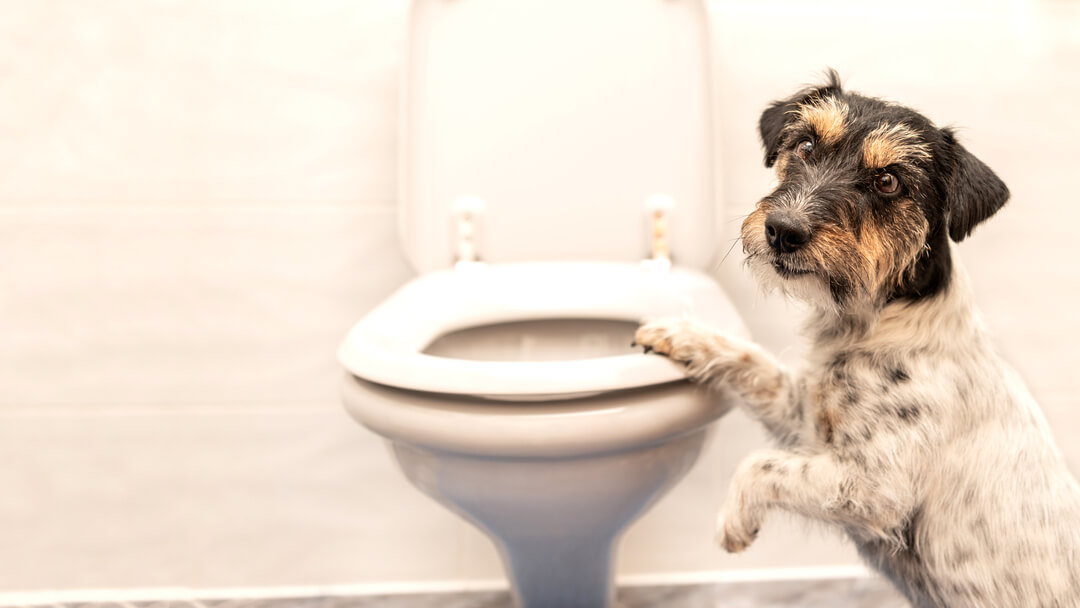 chien debout sur les toilettes
