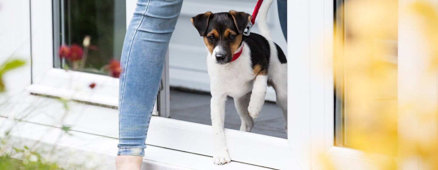 Chiot en laisse quittant la maison avec le propriétaire