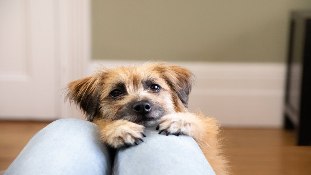Anxiété de séparation chez le chien : symptômes et traitement