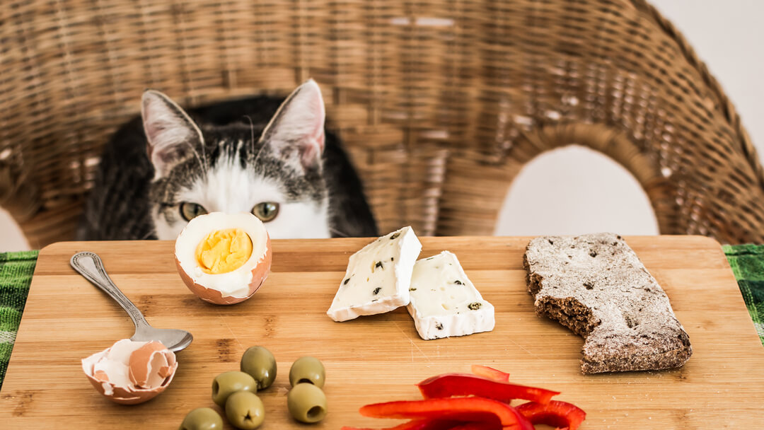Quelle nourriture les chats peuvent-ils manger ? | Purina