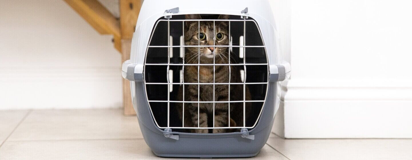 Chat dans une cage
