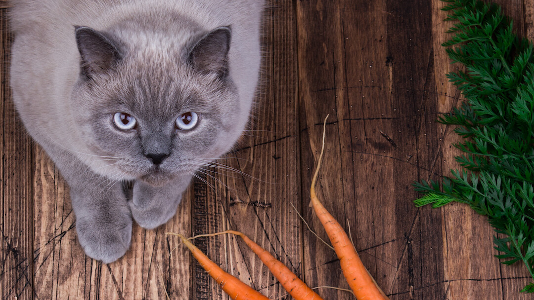 Photo inspiration: Fresh Look at Les Chats Peuvent Ils Manger Des Carottes