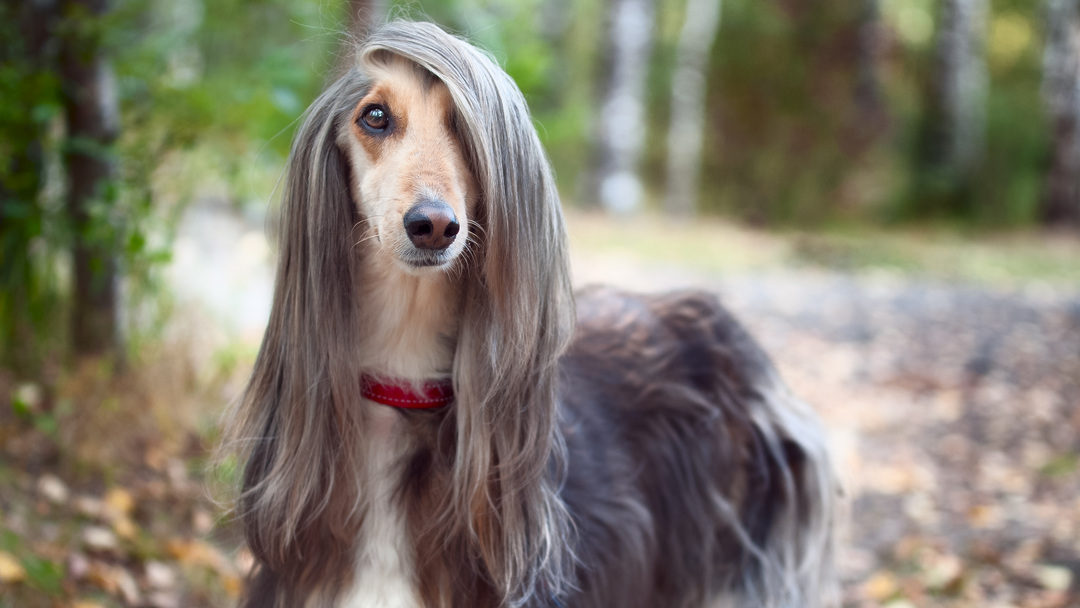 12-races-de-chiens-poils-longs-purina-be
