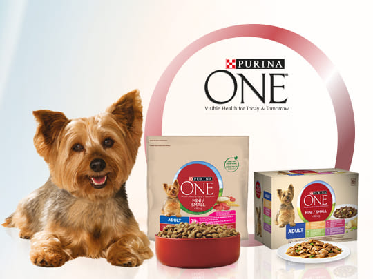 Purina One Mini Kroketten Hond Zalm & Rijst 800 G - Complete Voeding Voor Kleine Honden