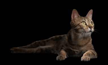 Cat resting on dark surface