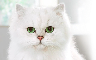 Purina