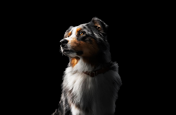 Dog looking up