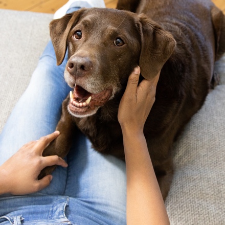 Alle producten voor hond