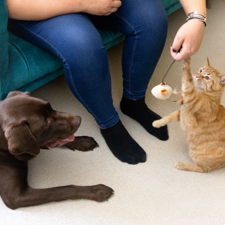 🐱 Analyse et infos sur Felix Tendres Effilés en gelée legumes (pâtée pour  chat) 🐶