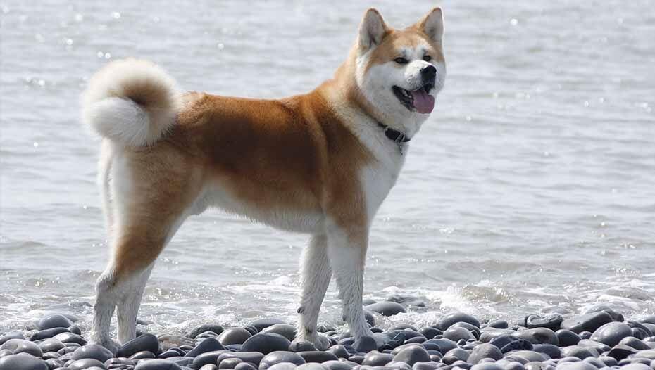 Akita Inu