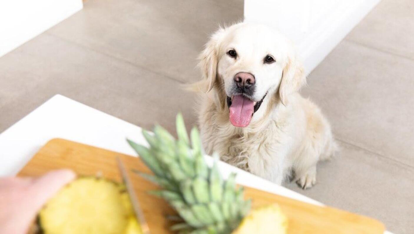 labrador blond avec la langue tirée regarde un ananas