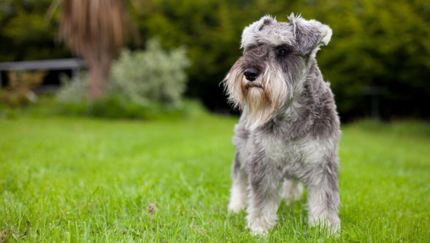 Dwergschnauzer die zich op het gras bevindt