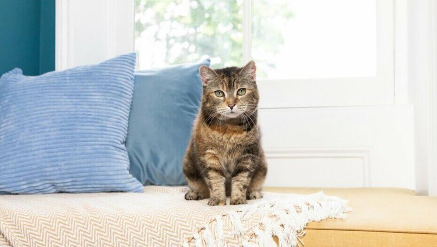 Chaton assis sur une couverture avec des oreillers bleus