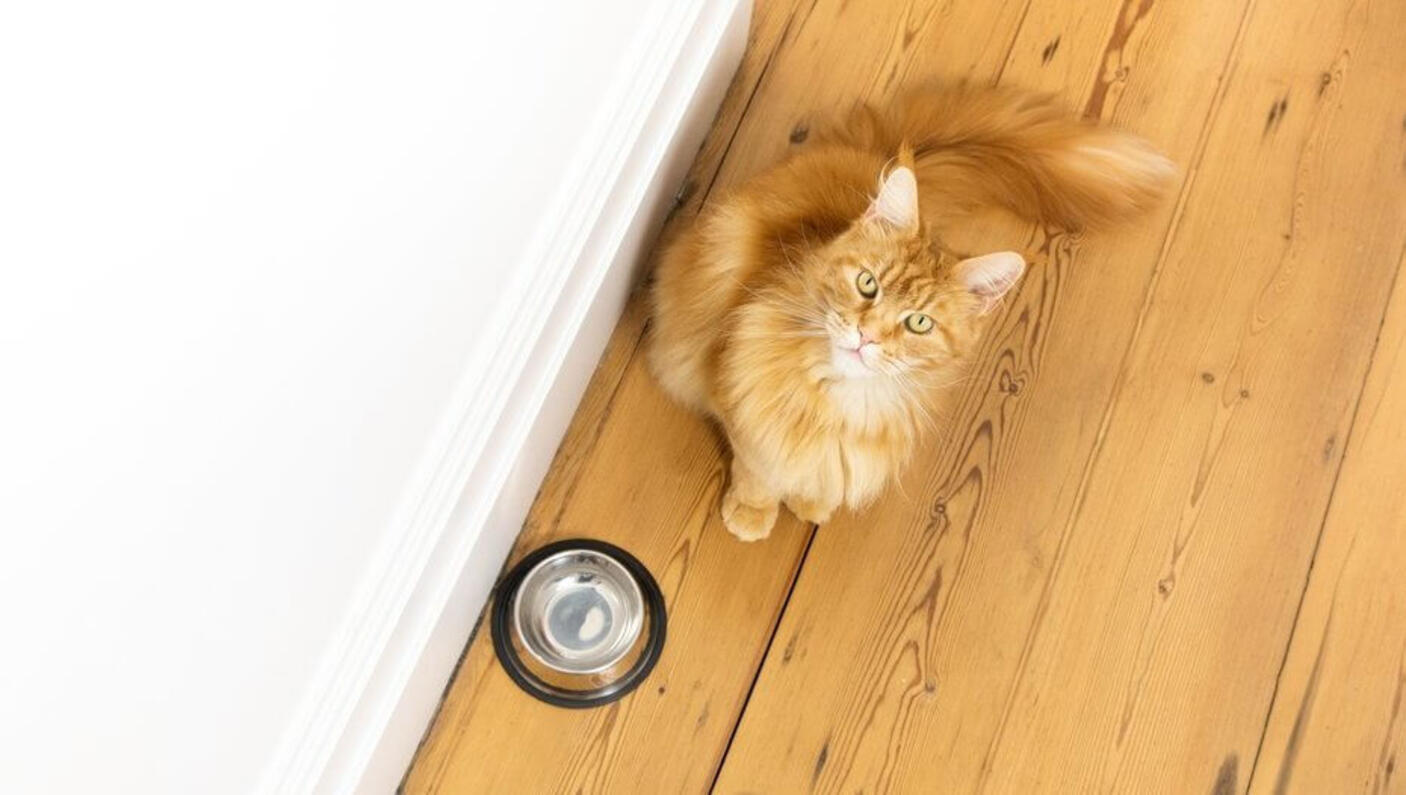 Chat gingembre assis à côté d'un bol vide