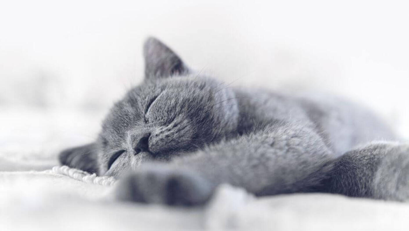 Chat gris à poil court dormant