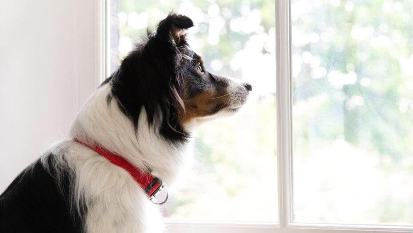 Chien avec collier rouge regardant par la fenêtre