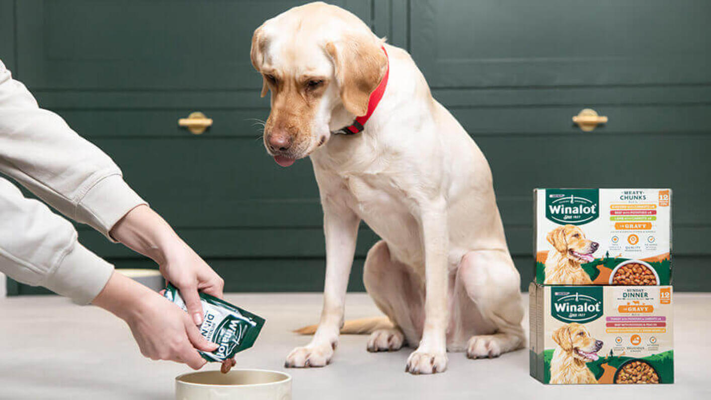 Witte hond die naar zijn eigenaar kijkt terwijl hij nat voedsel in de kom giet.