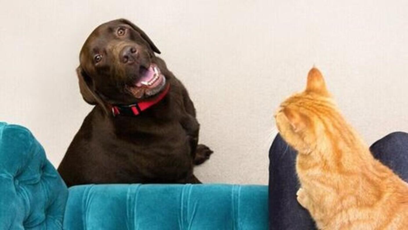 bruine labrabor op grond, rosse tijgerkat op schoot