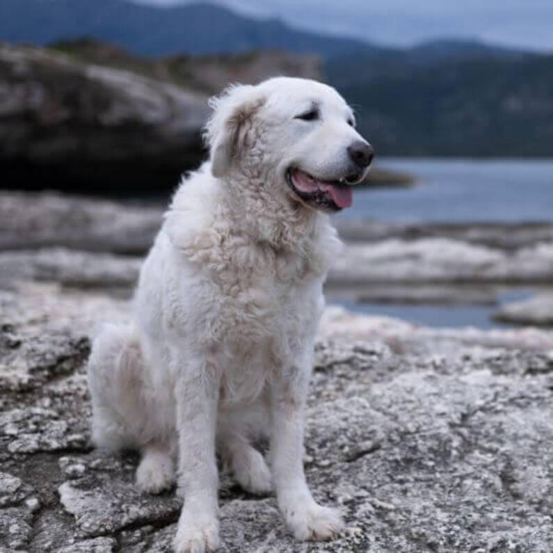 De Hongaarse Kuvasz staat op het strand bij het meer en het bos