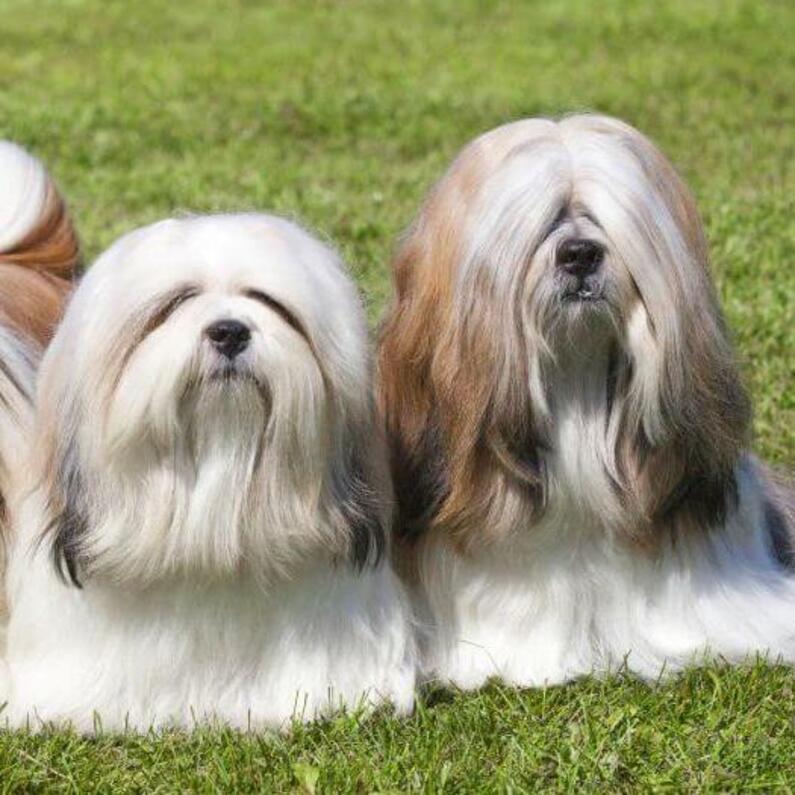 Trois Lhassa Apso sont allongés sur l'herbe